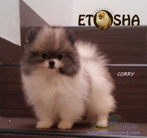 11+ Gambar anjing pom mini terbaru