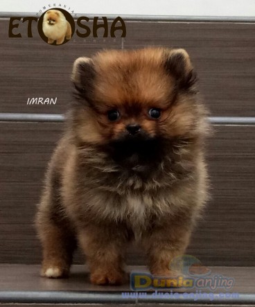 10++ Anjing mini pom warna coklat update