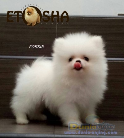 18+ Harga anjing mini pomeranian ideas