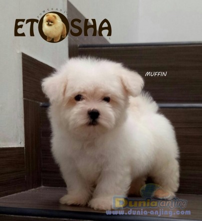 Dunia Anjing | Jual Anjing Maltese - Jual Anak Maltese Jantan Putih