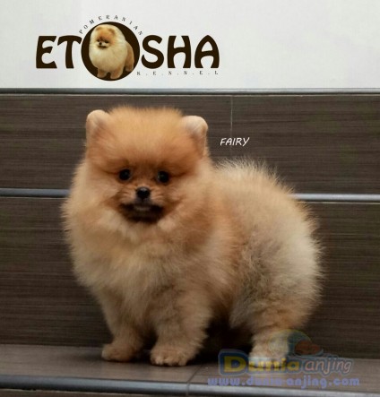 48+ Harga anjing mini pom coklat release