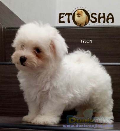 Dunia Anjing | Jual Anjing Maltese - Jual Anak Maltese Jantan Putih