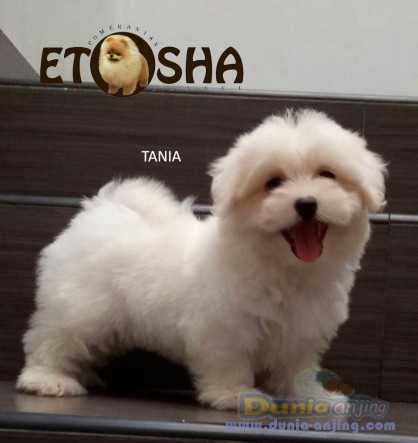 35+ Harga anjing maltese putih information