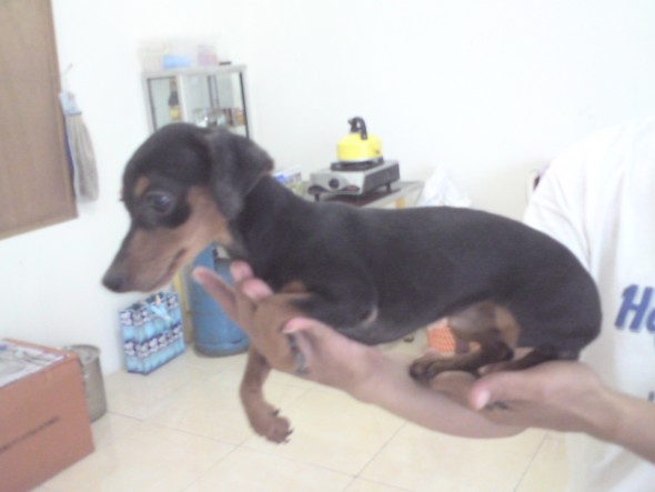 Dunia Anjing Jual Anjing Dachshund Anjing Sosis