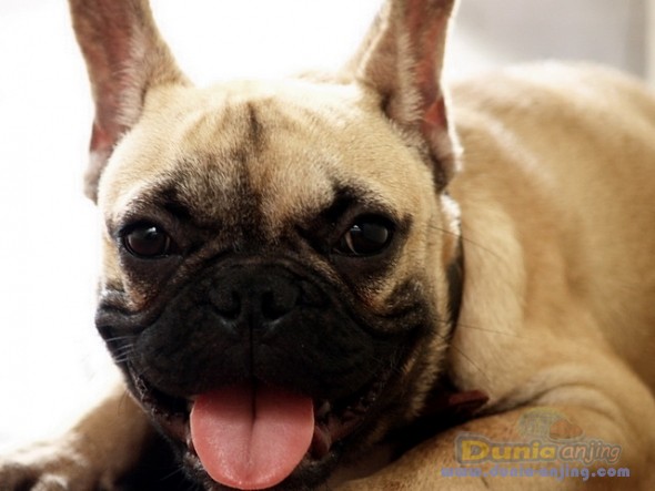 Dunia Anjing | Jual Anjing French Bulldog - French Bulldog Harga