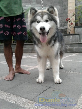 21++ Harga anak anjing malamute update