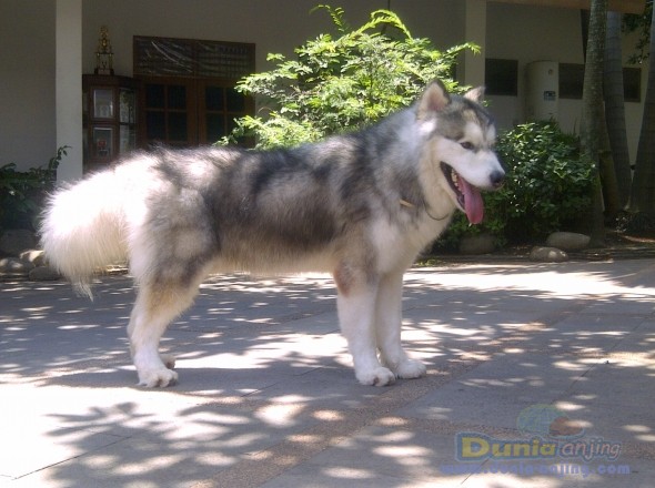 45++ Foto anjing alaskan malamute update