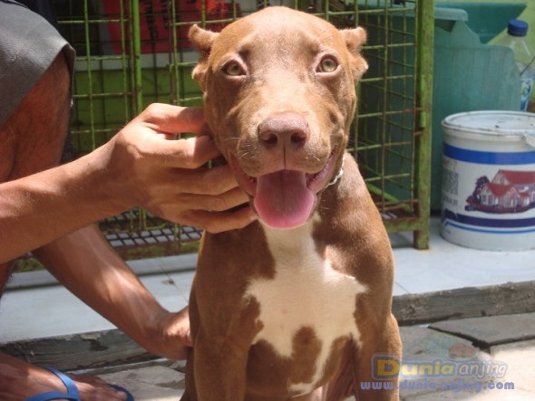 Dunia Anjing | Jual Anjing American Pit Bull Terrier - Jual Pitbull ...