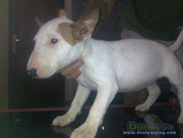 21++ Jual anjing bull terrier bandung download