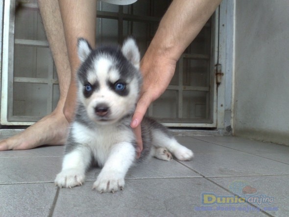 Dunia Anjing Jual Anjing Siberian Husky 4hitam Putih 3 Mata Biru 1 Matanya Full Hitam