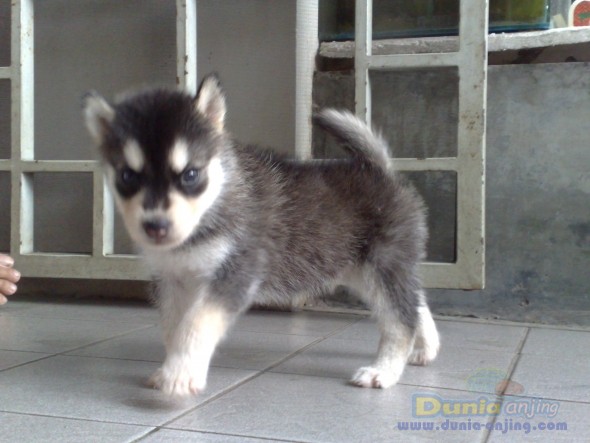 Dunia Anjing Jual Anjing Siberian Husky 4hitam Putih 3 Mata Biru 1 Matanya Full Hitam