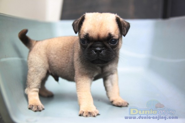 Dunia Anjing | Jual Anjing Pug - Pug Puppies Lucu & Sehat