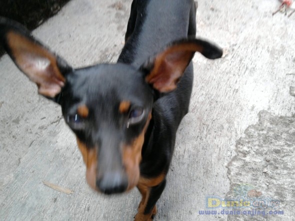 Dunia Anjing | Jual Anjing Miniature Pinscher - Dijual ...