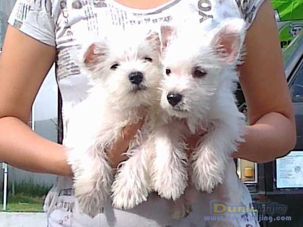 Dunia Anjing | Jual Anjing West Highland White Terrier - DIJUAL ANAKAN