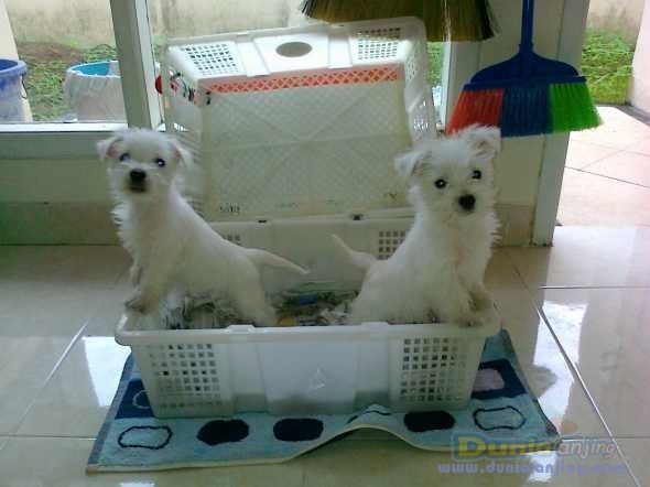 Dunia Anjing | Jual Anjing West Highland White Terrier - DIJUAL ANAKAN