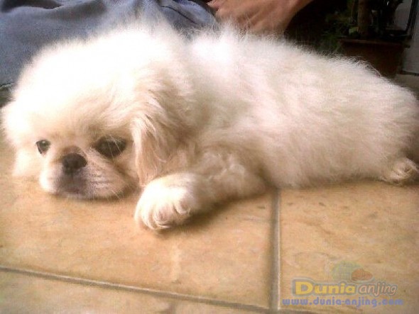 33+ Anjing pekingese ideas