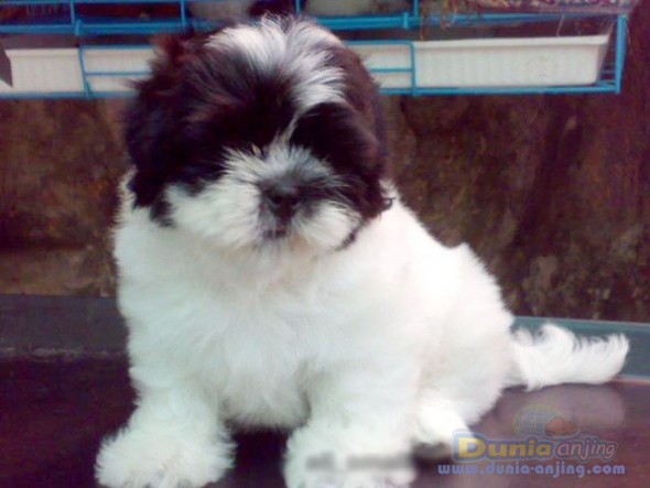 Dunia Anjing | Jual Anjing Shih Tzu - Jual Anjing Shih Tzu