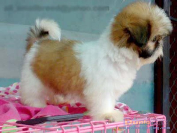 Dunia Anjing | Jual Anjing Shih Tzu - Jual Puppies Shih Tzu