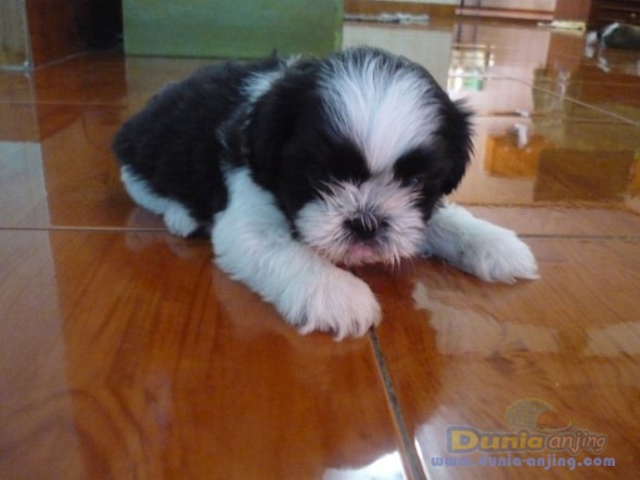 Dunia Anjing | Jual Anjing Shih Tzu - Jual Anjing Shih Tzu