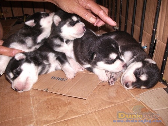 36+ Anjing siberian husky bayi ideas