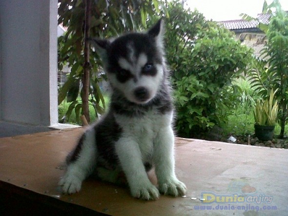 32+ Anjing husky putih new