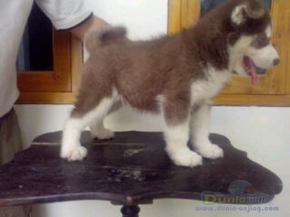 48+ Anjing malamute putih ideas