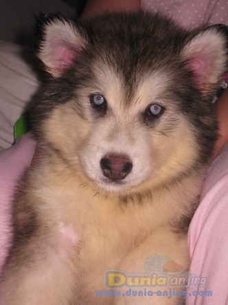 Dunia Anjing | Jual Anjing Alaskan Malamute - For Sell ...