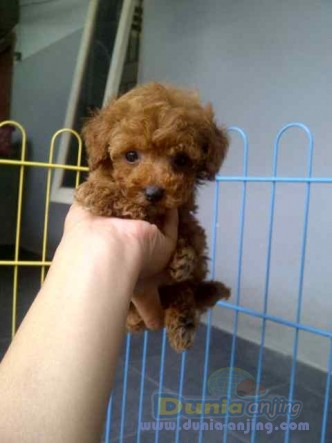35++ Jenis anjing toy poodle release
