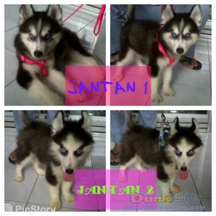 39++ Anjing husky mata biru information