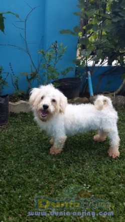 49+ Anjing maltese new