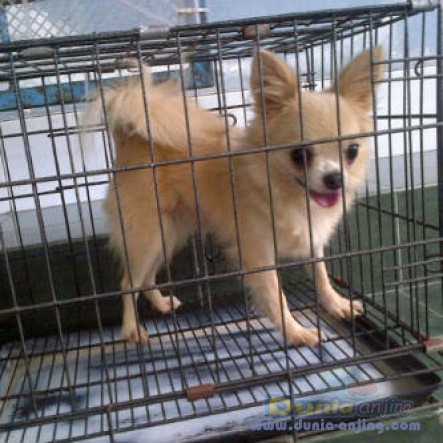 50+ Harga anjing chihuahua long hair terbaru