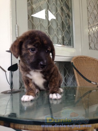 Dunia Anjing Jual Anjing Lainnya Mix Breed Dijual Anakan Anjing Welsh Corgi Mix Breed