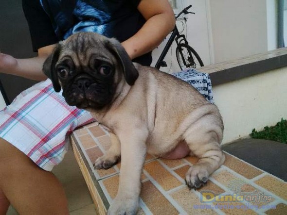 Dunia Anjing | Jual Anjing Pug - Dijual PUG Puppies Jantan