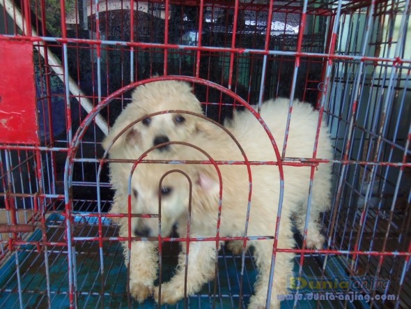 Dunia Anjing | Jual Anjing Poodle - Anakan Poodle Lucu