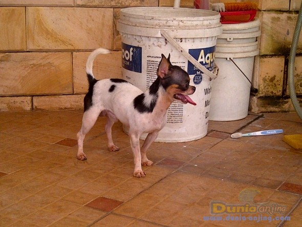 23++ Anjing chiwawa dijual new