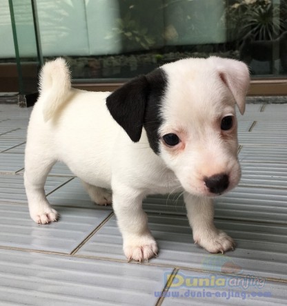 12+ Anjing jack russell terrier information