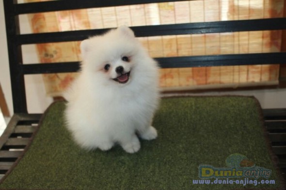 17++ Gambar anjing mini pom pom ideas