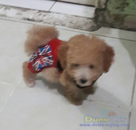 30++ Harga anjing poodle apricot release