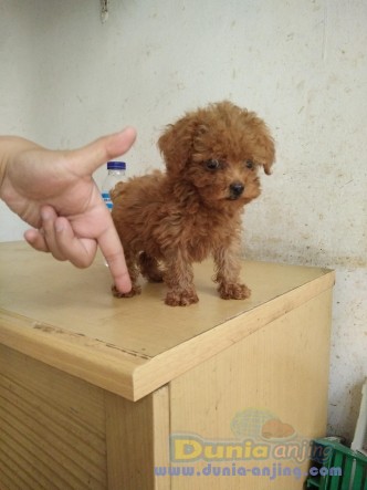 toy poodle harga