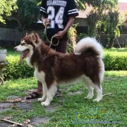 37+ Anjing besar warna coklat update