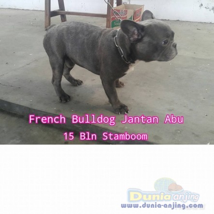 34++ Jenis anjing french bulldog download