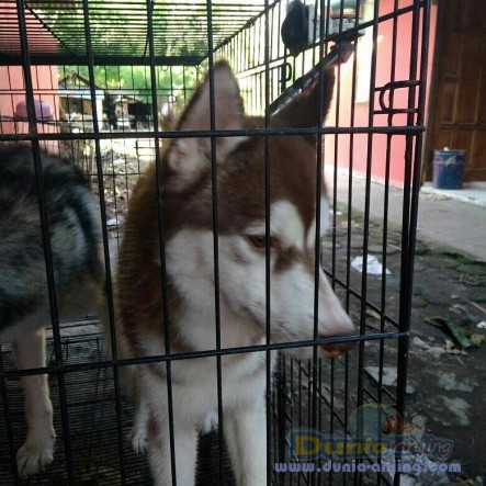 Dunia Anjing | Jual Anjing Siberian Husky - Jual Siberian Husky Jantan