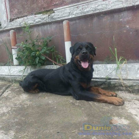 35+ Anjing rottweiler jantan information