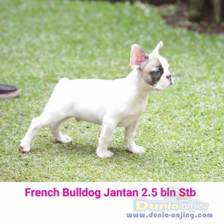 31++ Anjing french bulldog harga download