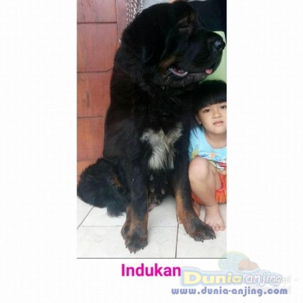 27+ Harga anak anjing tibetan mastiff new