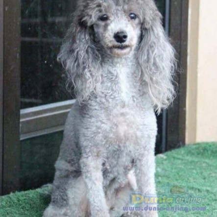 33++ Jual anjing toy poodle jakarta update