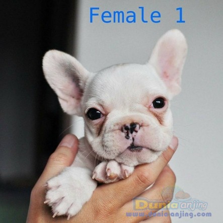 36+ Gambar anjing french bulldog info