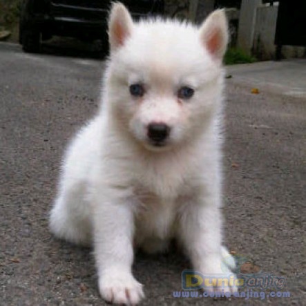 45++ Harga anjing siberian husky warna putih new