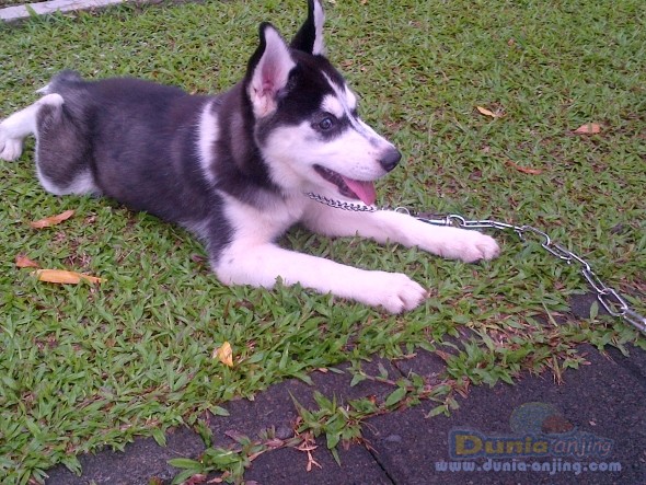 Dunia Anjing | Jual Anjing Siberian Husky - Dijual Huski Pupies