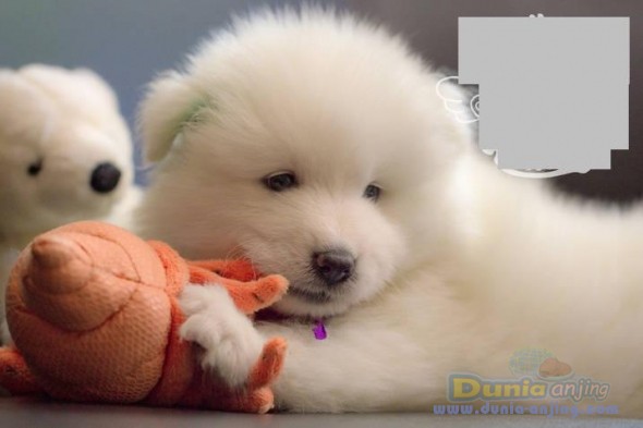 Dunia Anjing | Jual Anjing Samoyed - Jual Cepat